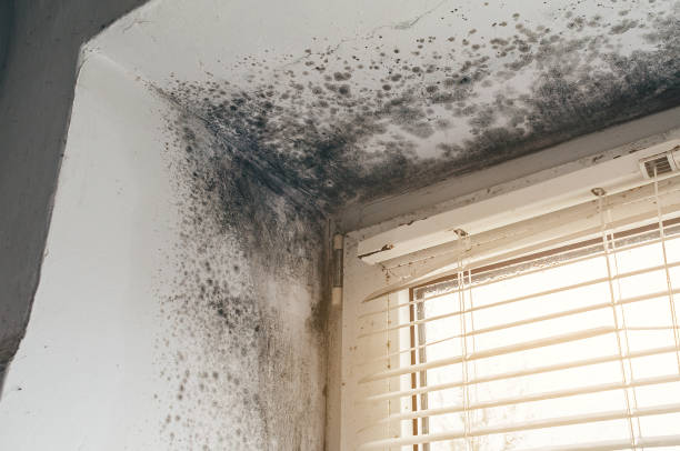 Affordable Mold Cleanup solutions in Inwood, FL